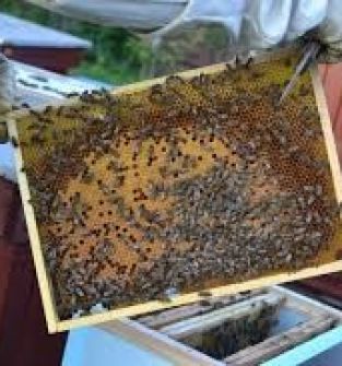 Odkłady pszczele i rodziny